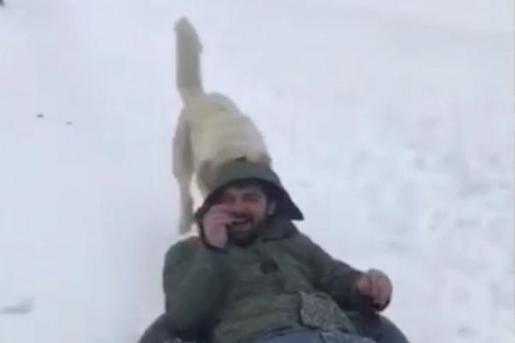 Şambrelle kaymaya başlayan gen&ccedil; başı boş bir &ccedil;oban k&ouml;peğinin hedefi haline geldi