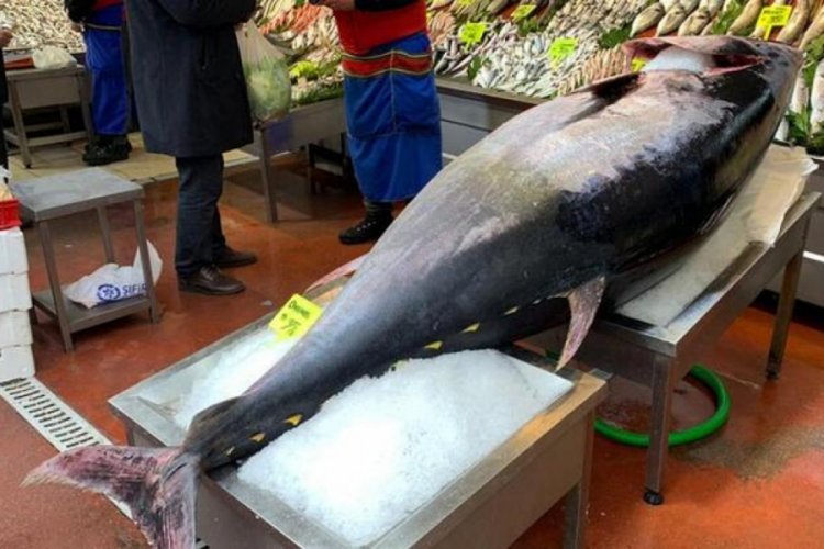 325 kiloluk orkinos herkesi şaşırttı!