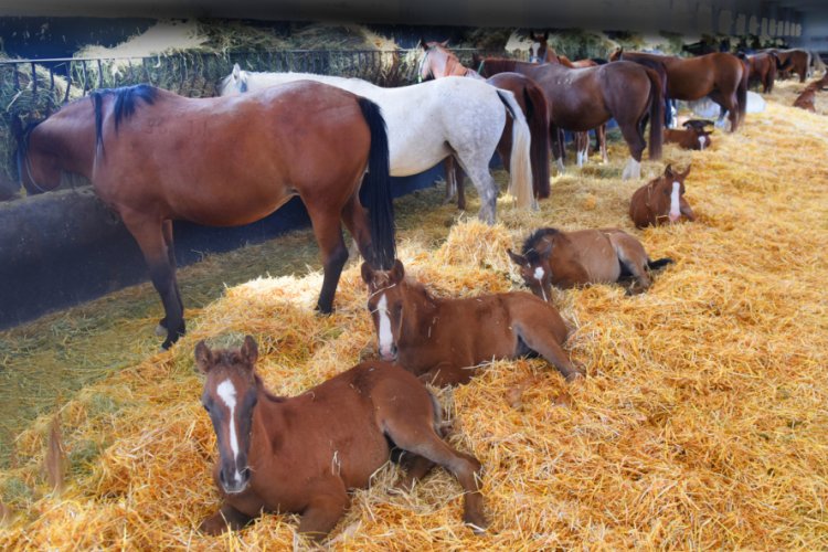 Şampiyon atların yetiştirildiği Bursa TİGEM haralarında "yeni doğum" heyecanı