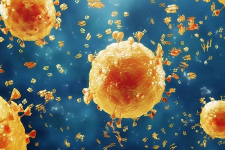 "Domuz gribine yakalanırsanız antibiyotik kullanmayın"