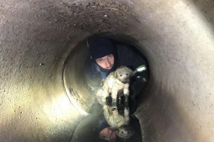 Su kanalına giren yavru k&ouml;pek kurtarıldı