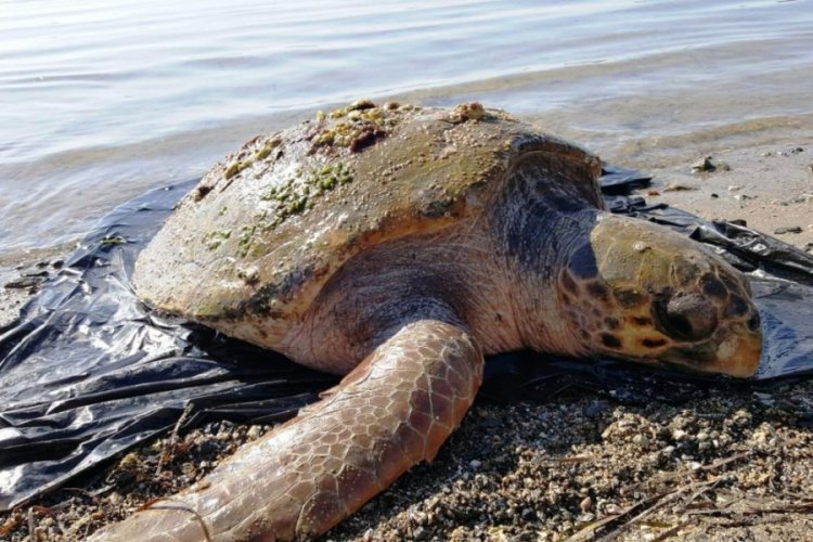 Caretta caretta sahilde &ouml;l&uuml; bulundu