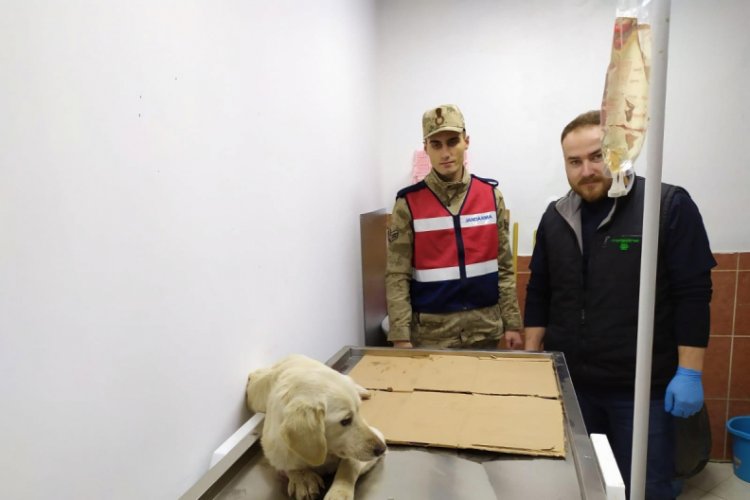 Yaralı k&ouml;peği tedavi ettirdiler
