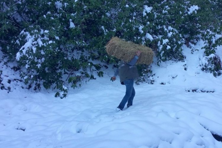 Yaban hayvanları 2 ton yem ve yonca bırakıldı
