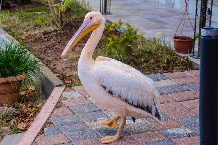 Yaralı ak pelikana Bursa Karacabey kucak açtı