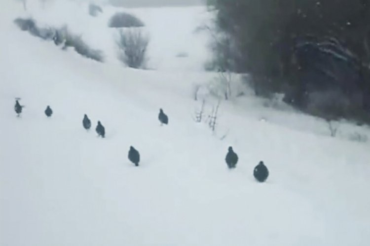 Kar üzerindeki keklikler hayran bıraktı