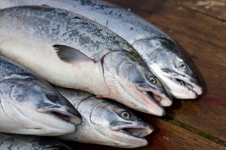 Küresel ısınma balık çeşitliliğini tehdit ediyor