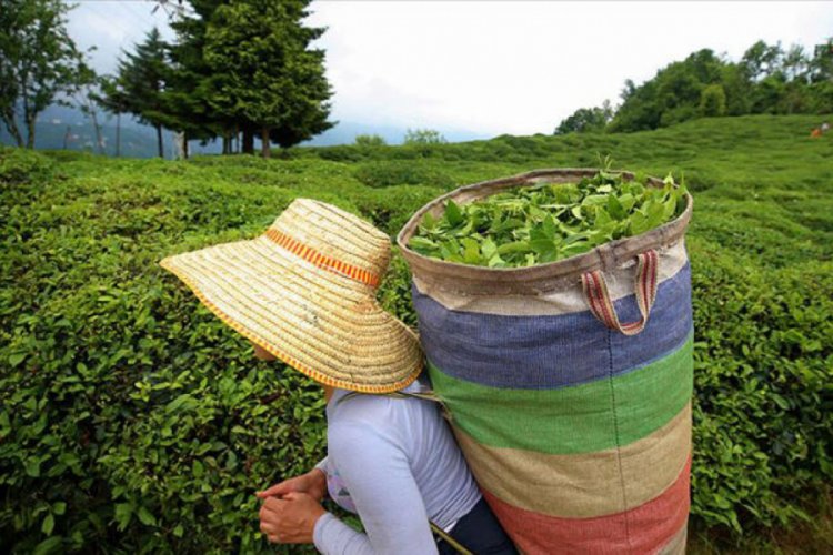 ÇAYKUR özel sektöre 16 bin ton kuru çay sattı