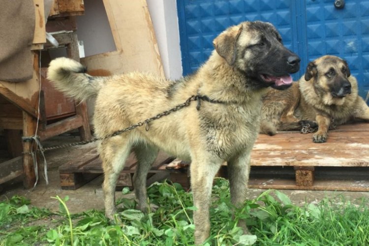 D&uuml;zce'de aralık ayında 45 kişiyi k&ouml;pek ısırdı
