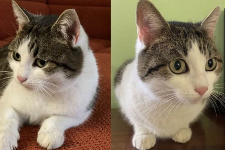 Bir kedi 320 bin dolara satışa &ccedil;ıkarıldı