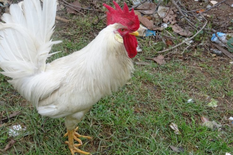 Postacıya saldıran horozun sahibi konuştu