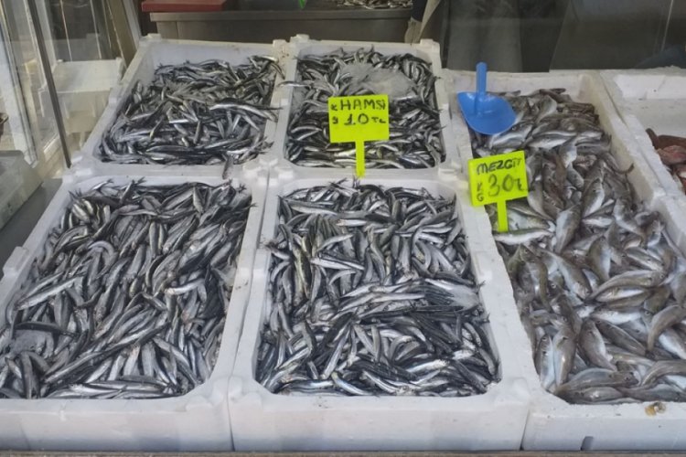 Hamsi bereketi vatandaşın cebine yaradı