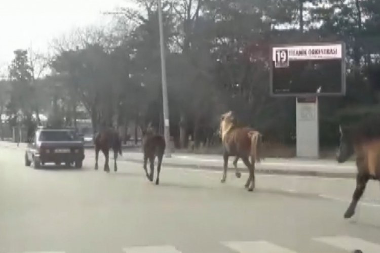 Bursa'da otomobile bağladığı atları asfaltta metrelerce koşturdu