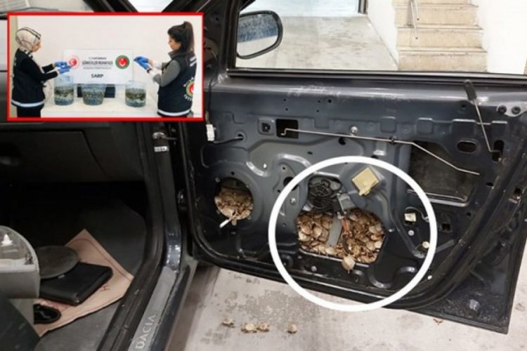 Sınır kapısında 5 bin su kaplumbağası ele ge&ccedil;irildi