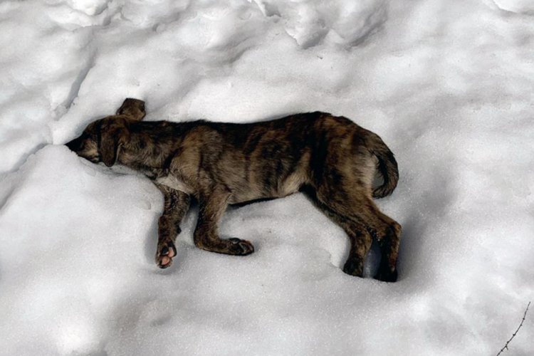 &Ccedil;&ouml;p depolama alanında &ouml;l&uuml; k&ouml;pekler bulundu