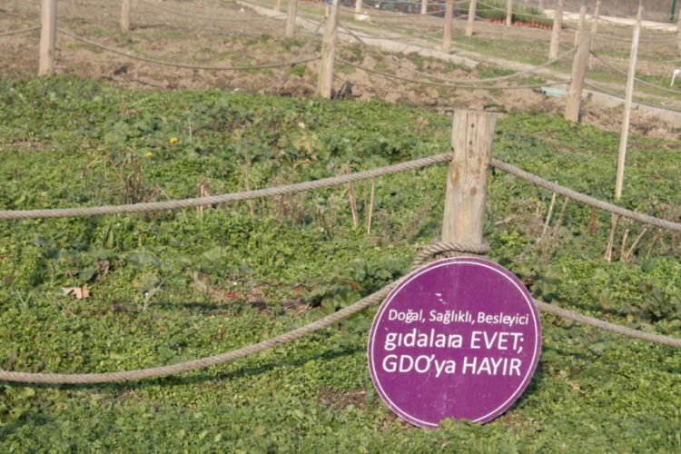 Unutulan yerli tohumlar Bursa'da tekrar üretiliyor! (ÖZEL HABER)