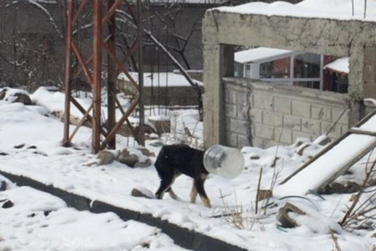 Kafası bidona sıkışan k&ouml;peği jandarma kurtardı