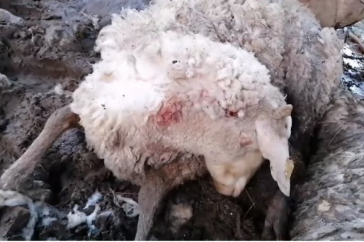 K&ouml;pekler 10 koyunu telef etti