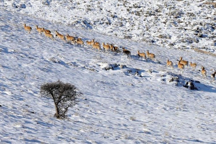 'Anadolu cerenleri' yarım asırdır &ouml;zenle korunuyor