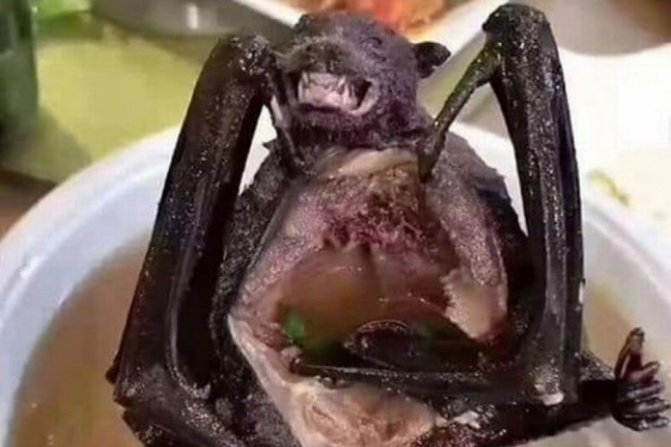 D&uuml;nyayı dehşete d&uuml;ş&uuml;ren vir&uuml;sle ilgili 'yarasa &ccedil;orbası' iddiası