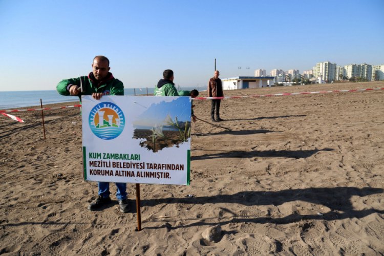 Mersin'de kum zambakları koruma altına alındı