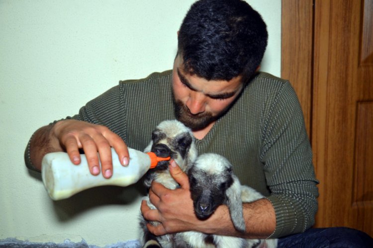 Erken doğan kuzulara bebek gibi bakıyor Yaşam Haberleri