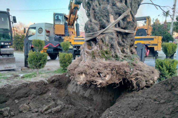 Bin yıllık zeytin ağacı yeni yerine taşındı