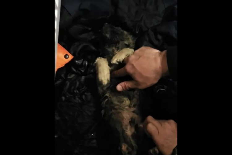 Soğuktan donmak &uuml;zere olan k&ouml;peği hayata d&ouml;nd&uuml;rd&uuml;