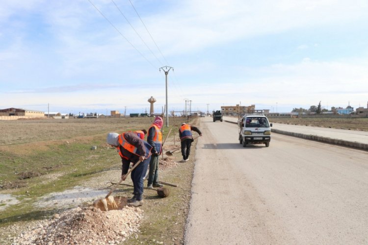 Suriye Barış Pınarı ile yeşilleniyor