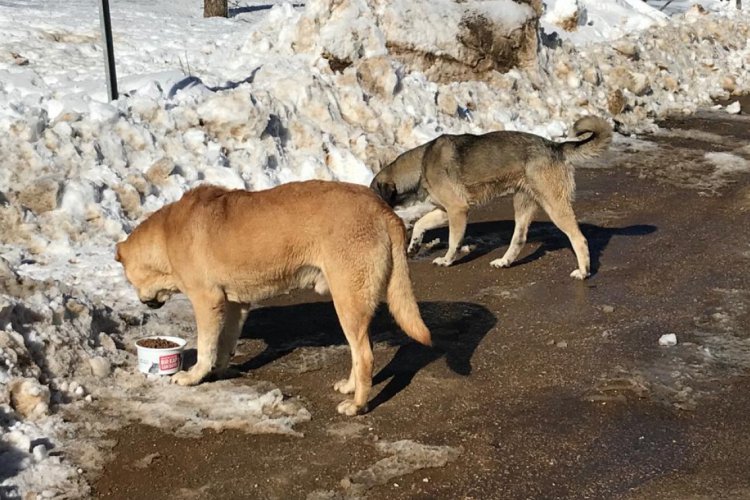 Bursa Uludağ'daki k&ouml;peklere mama desteği