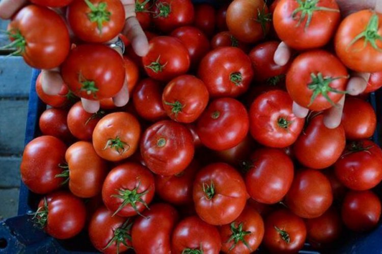 Rusya'ya domates ihracatı y&uuml;zde 186 arttı