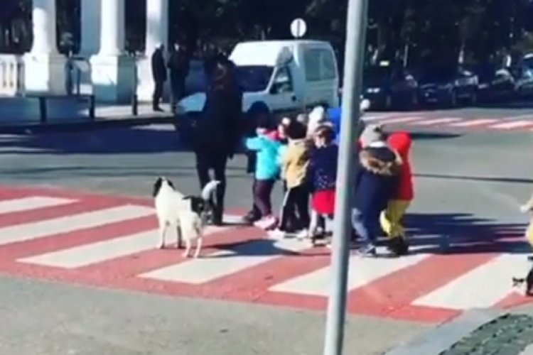 Karşıdan karşıya ge&ccedil;en &ccedil;ocukları koruyan k&ouml;pek