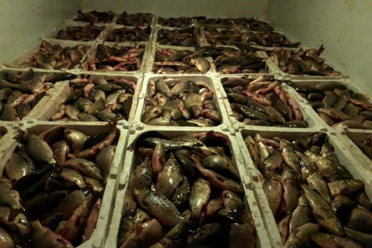 Ka&ccedil;ak avlanan 2 ton balığa 10 bin lira ceza