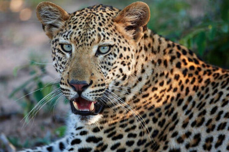 Leopar saldırısında hayatını kaybetti