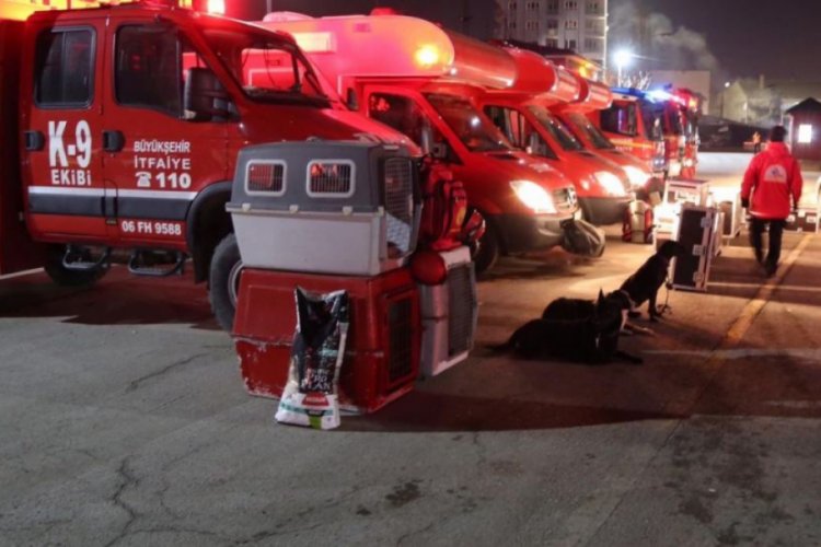 Depremzede kediye belediye sahip &ccedil;ıktı