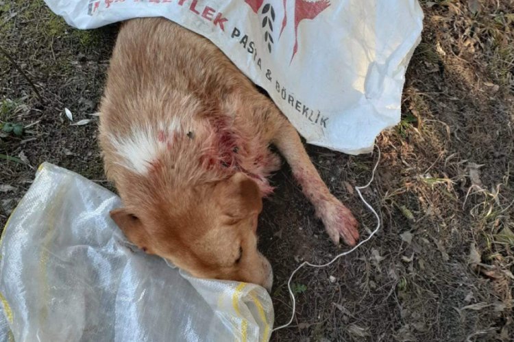 Sokak k&ouml;peğini t&uuml;fekle vurdular