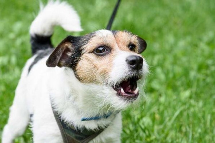 K&ouml;pekten rahatsız olan şahıs sahiplerini bı&ccedil;aklamaya &ccedil;alıştı