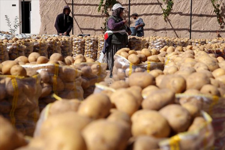 Konya Şeker patates &uuml;retimini 10 yılda &uuml;&ccedil;e katladı