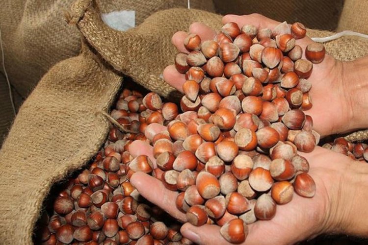 &Ccedil;in'e fındık ihracatından elde edilen gelir ikiye katlandı