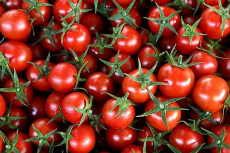 Rusya'ya 150 bin ton domates ihracat kotası doldu
