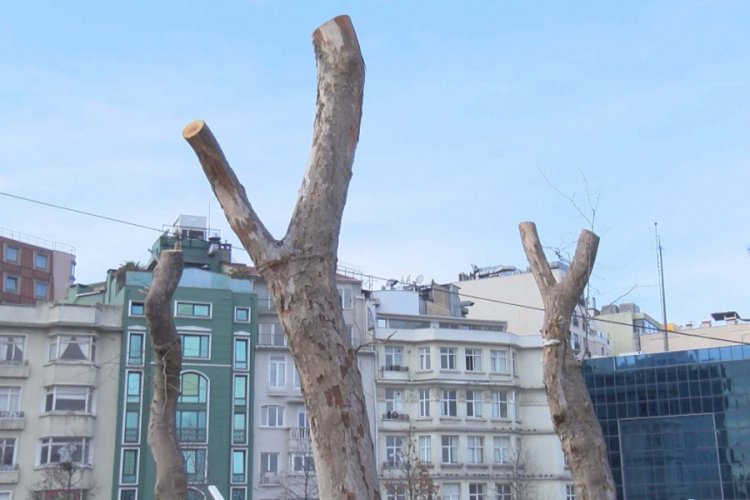 Gezi Parkı'nda 39 ağa&ccedil; s&ouml;k&uuml;lerek yerine yenileri dikilecek