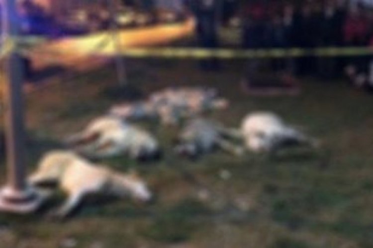 14 kuş ve 6 k&ouml;pek zehirlenerek &ouml;ld&uuml;r&uuml;ld&uuml;