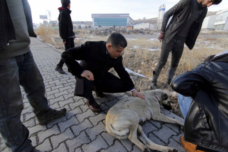 Yaralı k&ouml;peğe kaymakam sahip &ccedil;ıktı