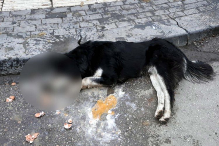 Ankara'da 20 sokak hayvanının zehirlenerek &ouml;ld&uuml;r&uuml;lmesine tepki