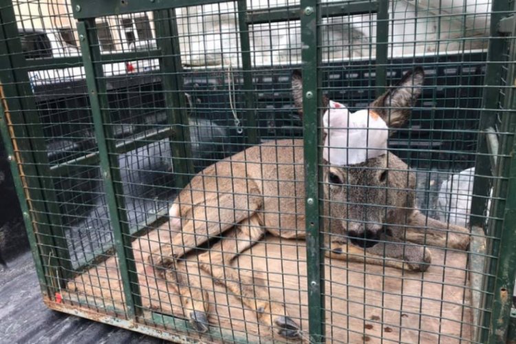 K&ouml;peklerin saldırdığı karacaya tedavi