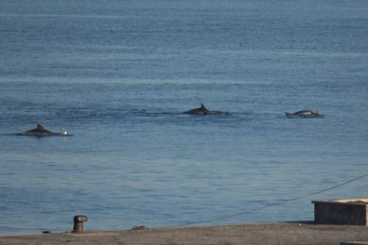 &Ccedil;anakkale Boğazı'nda yunus şovu