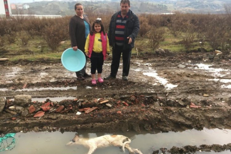 Besledikleri sokak k&ouml;peklerinden 3'&uuml;n&uuml; &ouml;l&uuml; buldular
