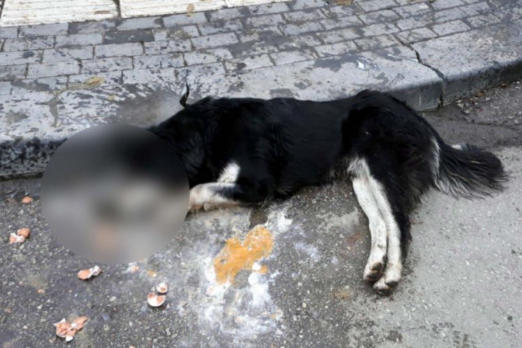 Ankara'da 20 sokak hayvanını kasap zehirlemiş