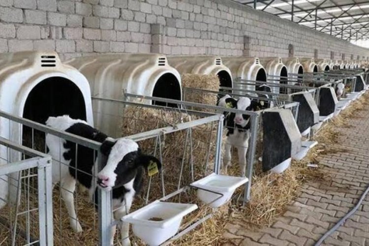 Hayvancılığa 33 milyar lira destek