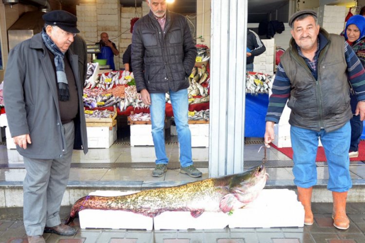 Dev yayın balığı, kilosu 30 liradan satıldı